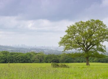 Harold s Park Wildland with City of London skyline small